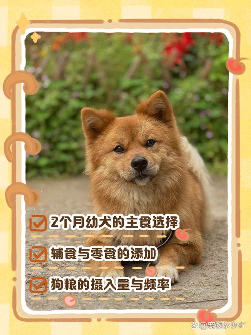  两个月的狗狗吃什么，两个月的狗狗感冒了吃什么药-第3张图片-后鲨宠物