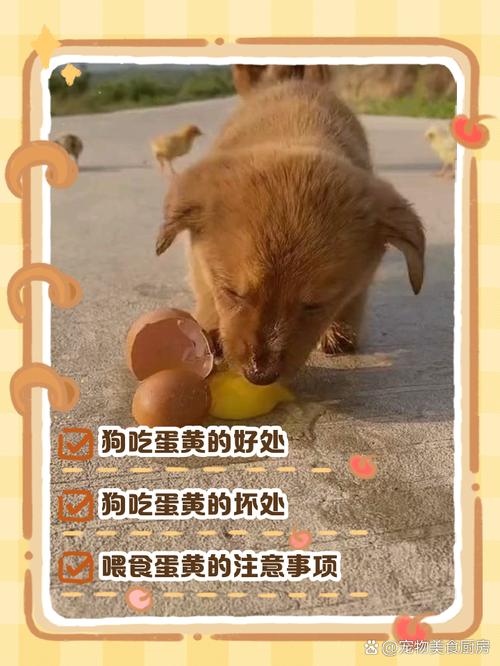 狗狗能吃鸭蛋吗_小狗狗可以吃鸭蛋吗-第3张图片-后鲨宠物 狗狗能吃鸭蛋吗_小狗狗可以吃鸭蛋吗-第3张图片-后鲨宠物