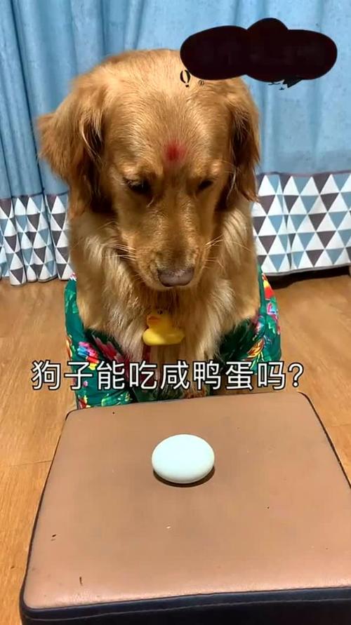 狗狗能吃鸭蛋吗_小狗狗可以吃鸭蛋吗-第4张图片-后鲨宠物 狗狗能吃鸭蛋吗_小狗狗可以吃鸭蛋吗-第4张图片-后鲨宠物