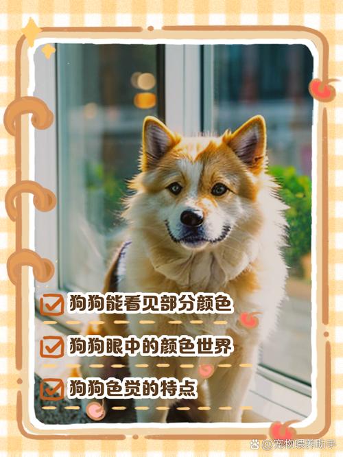 狗狗可以看到什么颜色,狗狗可以看到什么颜色的东西-第2张图片-后鲨宠物 狗狗可以看到什么颜色,狗狗可以看到什么颜色的东西-第2张图片-后鲨宠物