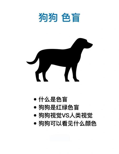 狗狗可以看到什么颜色,狗狗可以看到什么颜色的东西-第5张图片-后鲨宠物 狗狗可以看到什么颜色,狗狗可以看到什么颜色的东西-第5张图片-后鲨宠物