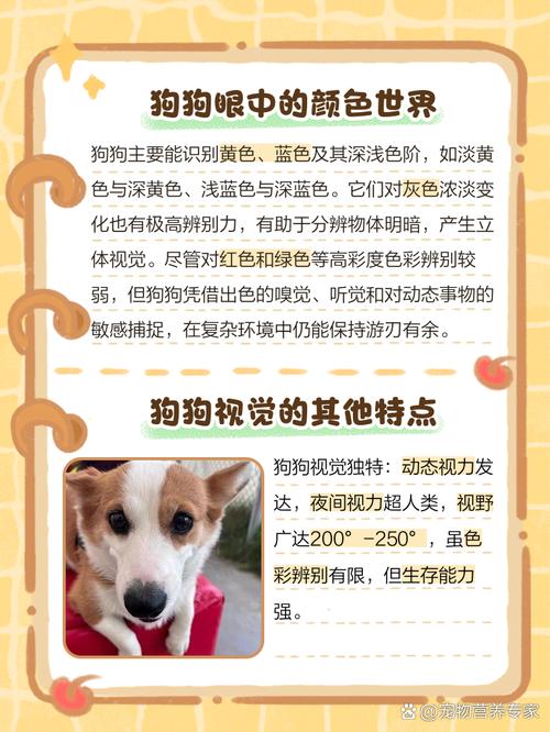 狗狗可以看到什么颜色,狗狗可以看到什么颜色的东西-第6张图片-后鲨宠物 狗狗可以看到什么颜色,狗狗可以看到什么颜色的东西-第6张图片-后鲨宠物