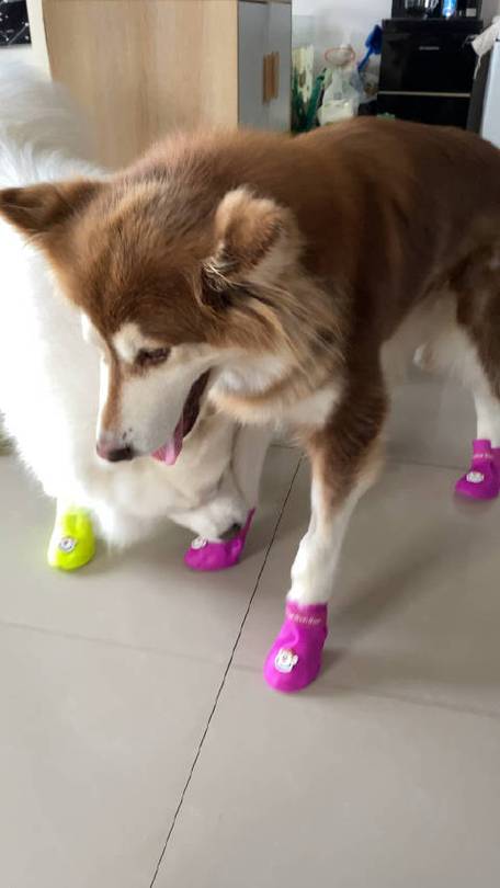 狗狗穿鞋子好不好，狗狗穿鞋子的坏处？