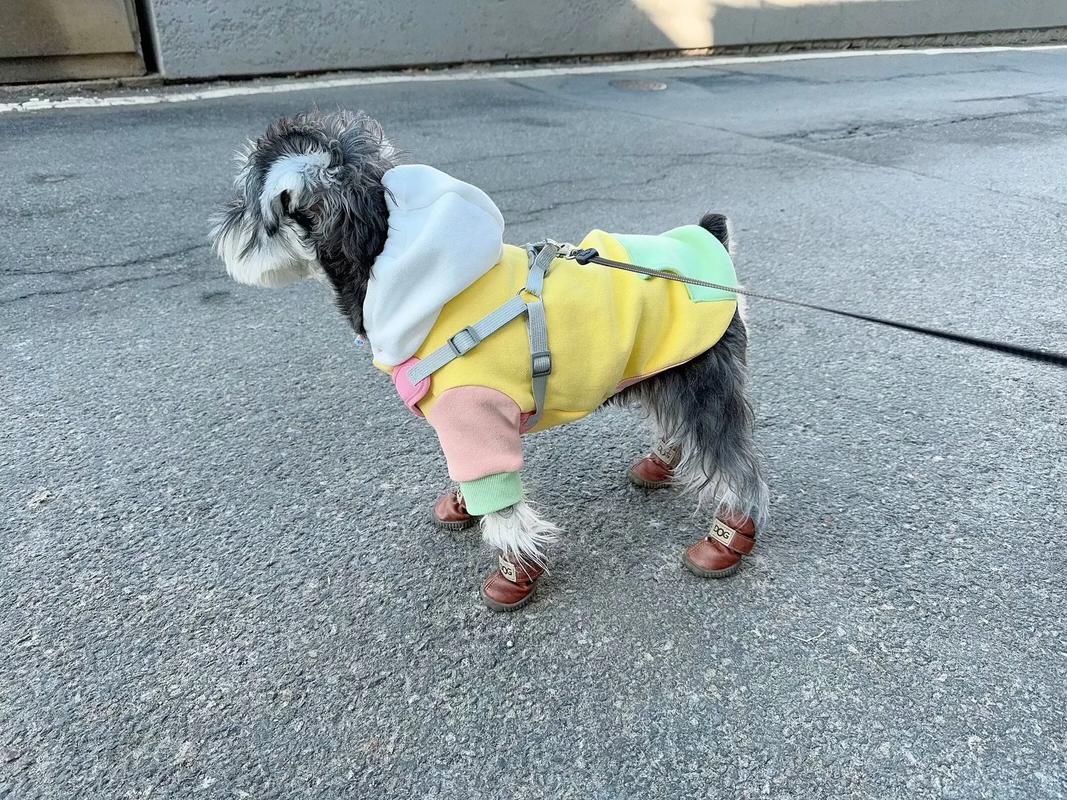 狗狗穿鞋子好不好,狗狗穿鞋子的坏处?-第2张图片-后鲨宠物 狗狗穿鞋子好不好,狗狗穿鞋子的坏处?-第2张图片-后鲨宠物