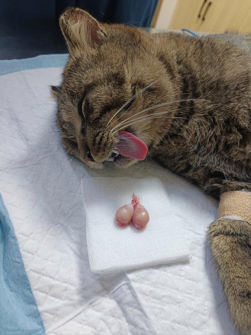 猫咪绝育前注意事项_猫咪绝育前需要注意