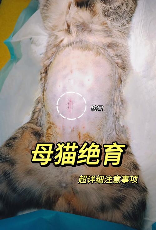 猫咪需要绝育吗_猫咪需要绝育吗知乎-第3张图片-后鲨宠物 猫咪需要绝育吗_猫咪需要绝育吗知乎-第3张图片-后鲨宠物