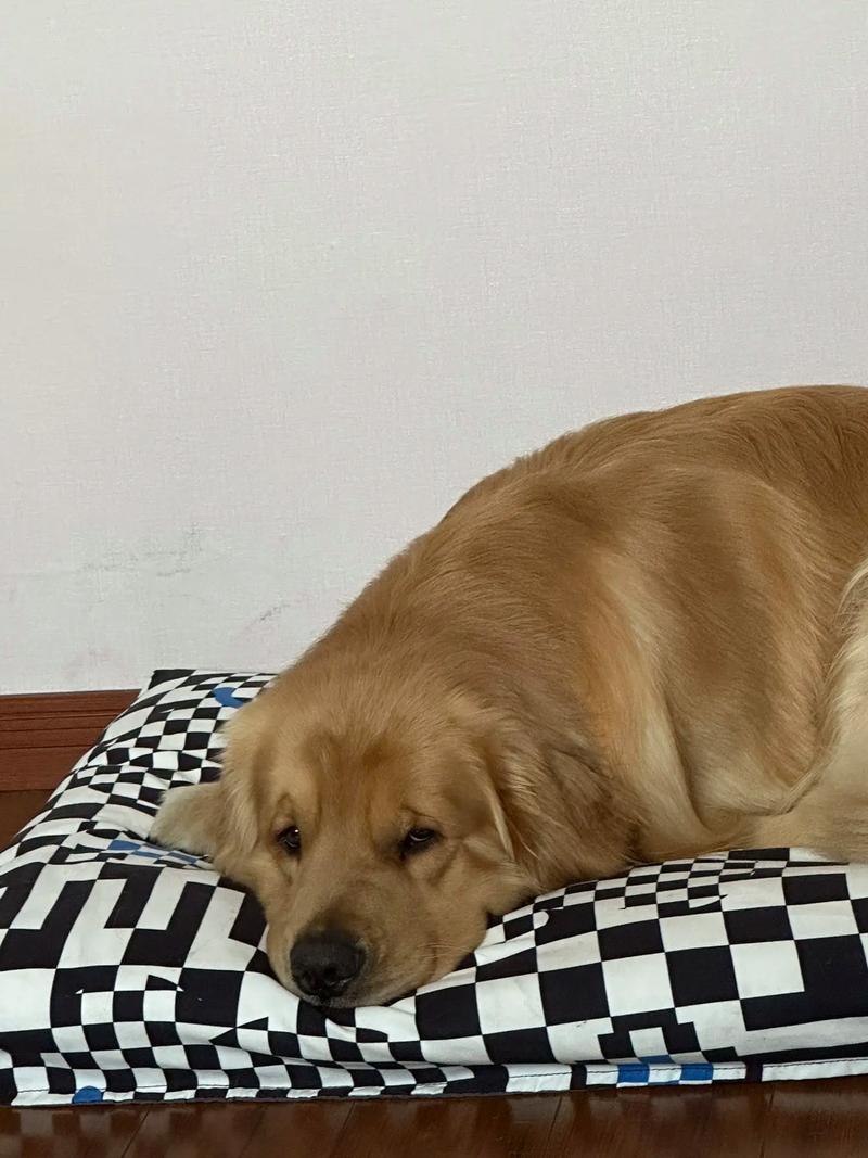 狗狗独自在家会感到孤独吗,狗独自在家会抑郁吗-第3张图片-后鲨宠物 狗狗独自在家会感到孤独吗,狗独自在家会抑郁吗-第3张图片-后鲨宠物