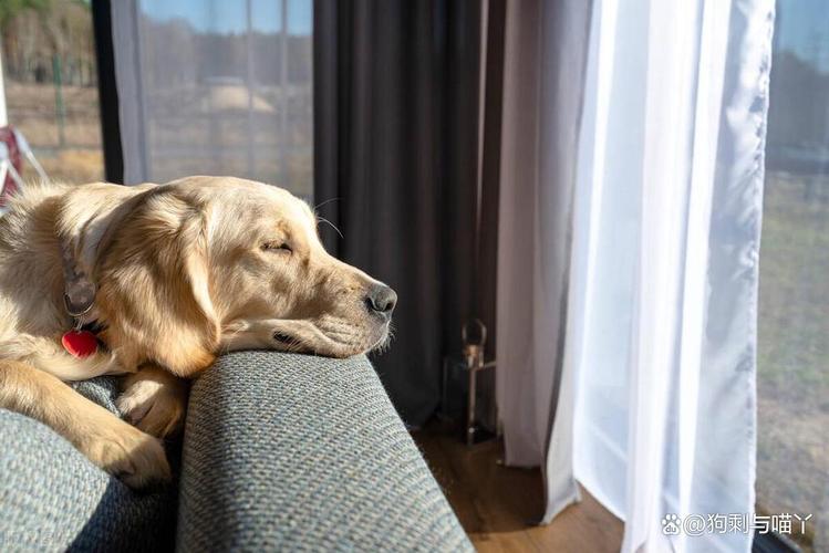 狗狗独自在家会感到孤独吗,狗独自在家会抑郁吗-第4张图片-后鲨宠物 狗狗独自在家会感到孤独吗,狗独自在家会抑郁吗-第4张图片-后鲨宠物