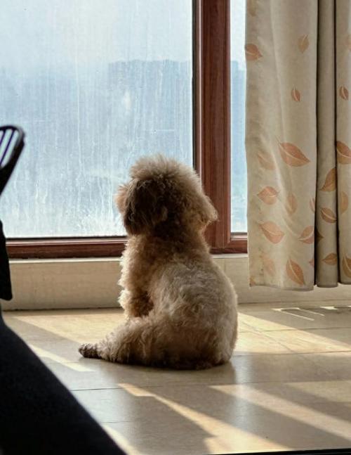 狗狗独自在家会感到孤独吗,狗独自在家会抑郁吗-第5张图片-后鲨宠物 狗狗独自在家会感到孤独吗,狗独自在家会抑郁吗-第5张图片-后鲨宠物