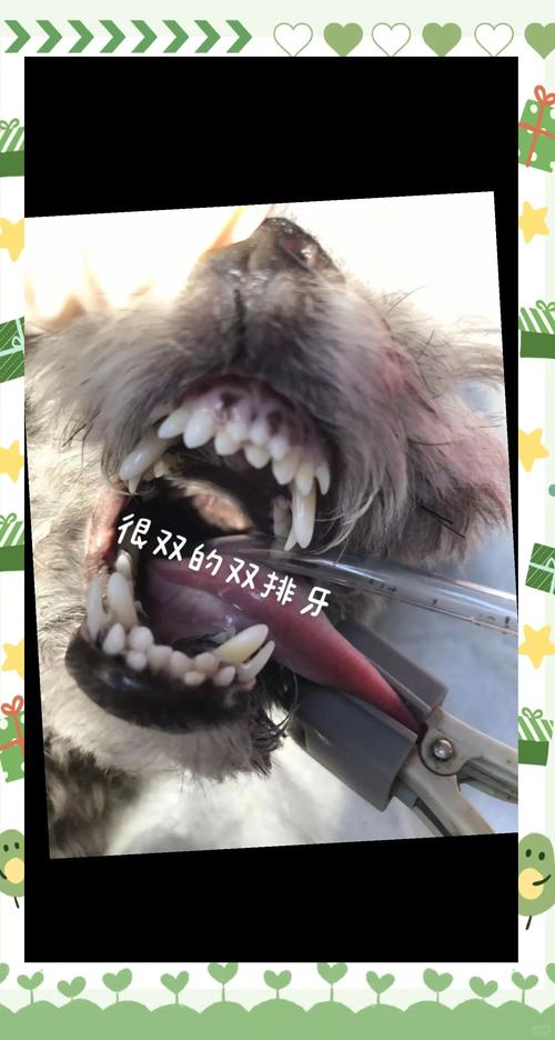 狗狗几岁掉牙齿,狗狗多大岁数掉牙-第5张图片-后鲨宠物 狗狗几岁掉牙齿,狗狗多大岁数掉牙-第5张图片-后鲨宠物