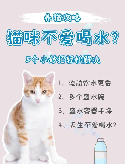 猫咪不爱喝水怎么办_狗狗不吃东西只喝水是怎么回事-第1张图片-后鲨宠物 猫咪不爱喝水怎么办_狗狗不吃东西只喝水是怎么回事-第1张图片-后鲨宠物