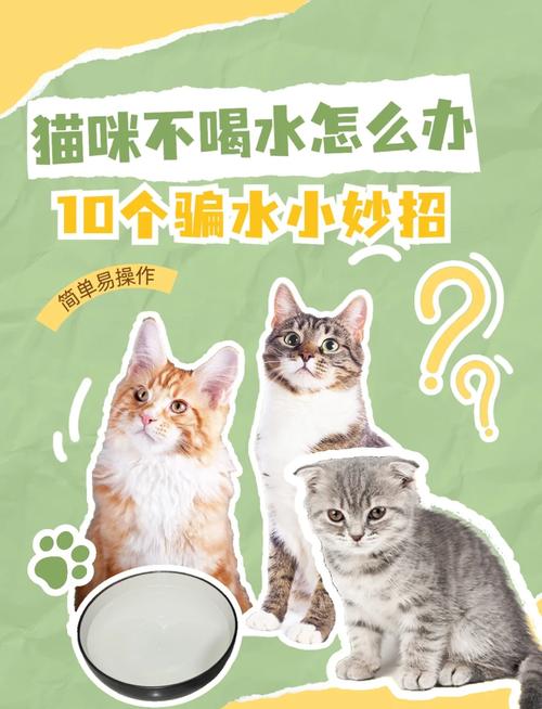 猫咪不爱喝水怎么办_狗狗不吃东西只喝水是怎么回事-第3张图片-后鲨宠物 猫咪不爱喝水怎么办_狗狗不吃东西只喝水是怎么回事-第3张图片-后鲨宠物