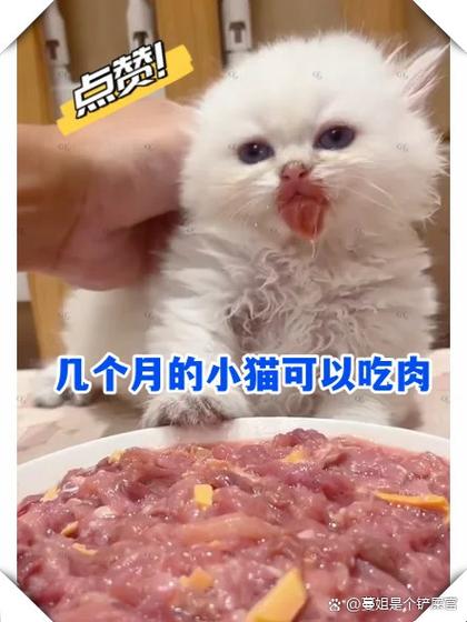 猫咪多大可以吃肉_猫仔多大可以吃肉-第3张图片-后鲨宠物 猫咪多大可以吃肉_猫仔多大可以吃肉-第3张图片-后鲨宠物