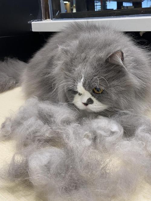 猫咪严重掉毛什么原因,猫 严重掉毛-第1张图片-后鲨宠物 猫咪严重掉毛什么原因,猫 严重掉毛-第1张图片-后鲨宠物