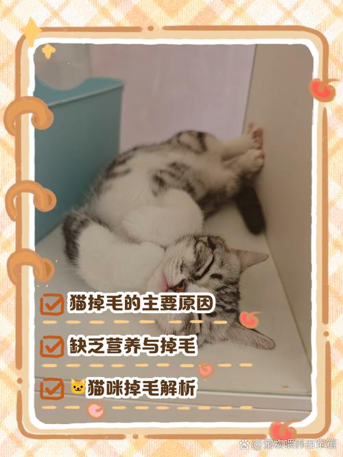 猫咪严重掉毛什么原因,猫 严重掉毛-第2张图片-后鲨宠物 猫咪严重掉毛什么原因,猫 严重掉毛-第2张图片-后鲨宠物