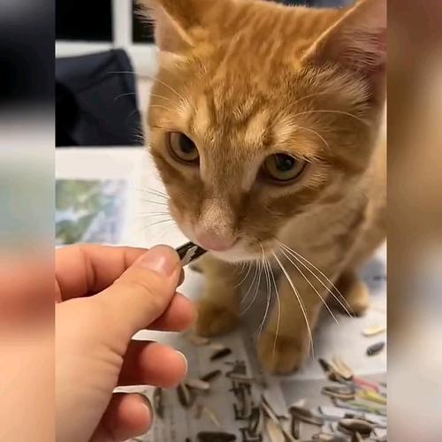 猫咪可以吃瓜子吗_猫咪可以吃瓜子么-第2张图片-后鲨宠物 猫咪可以吃瓜子吗_猫咪可以吃瓜子么-第2张图片-后鲨宠物