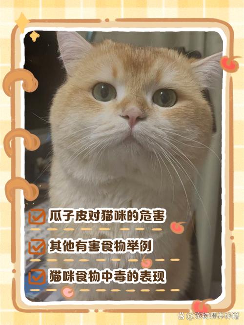猫咪可以吃瓜子吗_猫咪可以吃瓜子么-第5张图片-后鲨宠物 猫咪可以吃瓜子吗_猫咪可以吃瓜子么-第5张图片-后鲨宠物