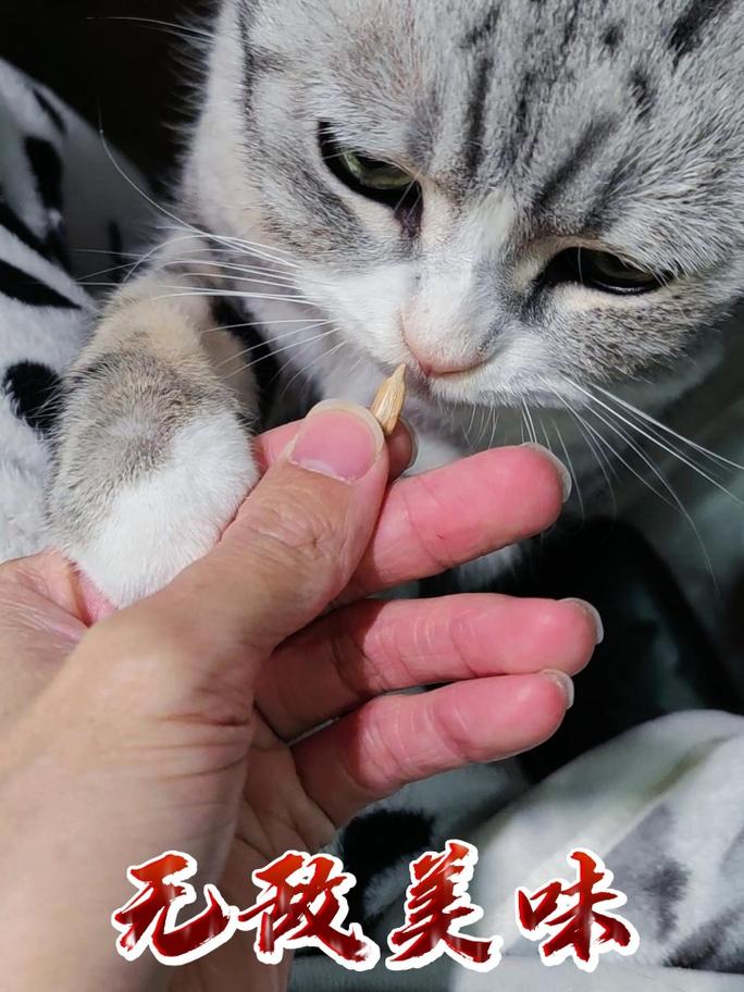 猫咪可以吃瓜子吗_猫咪可以吃瓜子么-第6张图片-后鲨宠物 猫咪可以吃瓜子吗_猫咪可以吃瓜子么-第6张图片-后鲨宠物