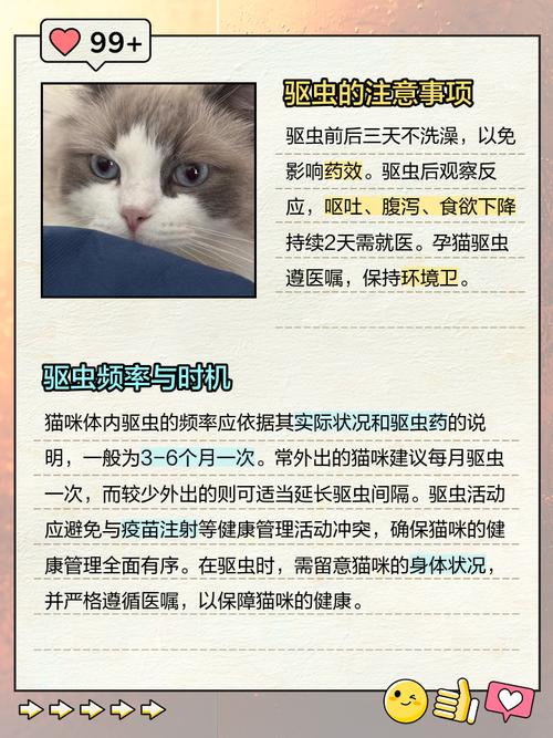 猫咪内驱注意事项_猫咪内驱注意事项和禁忌-第1张图片-后鲨宠物 猫咪内驱注意事项_猫咪内驱注意事项和禁忌-第1张图片-后鲨宠物