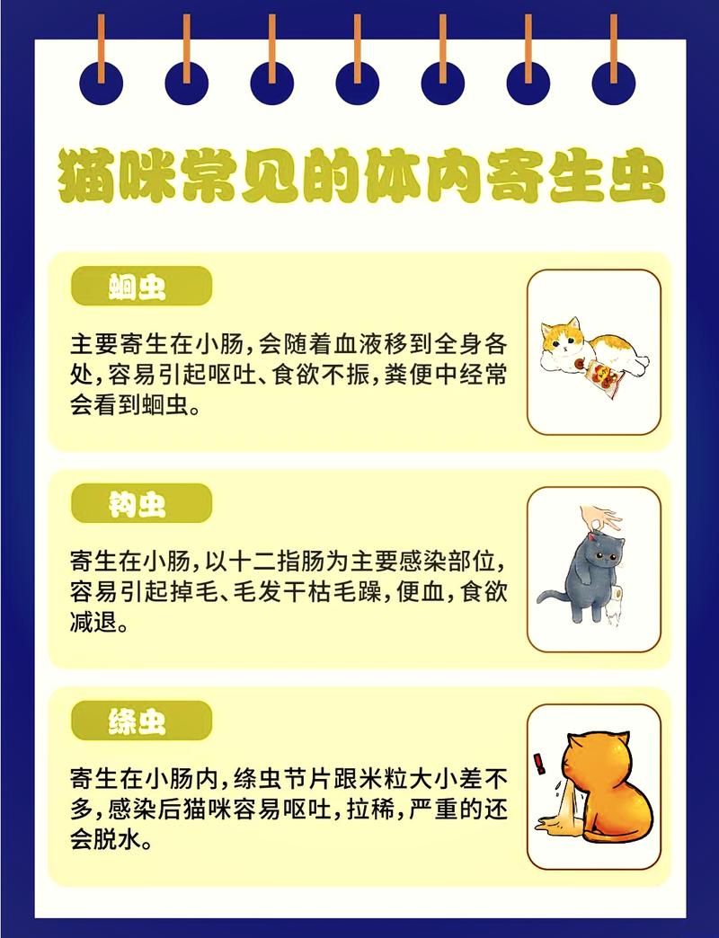 猫咪内驱注意事项_猫咪内驱注意事项和禁忌-第3张图片-后鲨宠物 猫咪内驱注意事项_猫咪内驱注意事项和禁忌-第3张图片-后鲨宠物