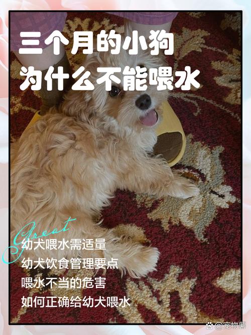 狗狗每天喝多少水,狗狗每天需要喝多少水合适?-第3张图片-后鲨宠物 狗狗每天喝多少水,狗狗每天需要喝多少水合适?-第3张图片-后鲨宠物