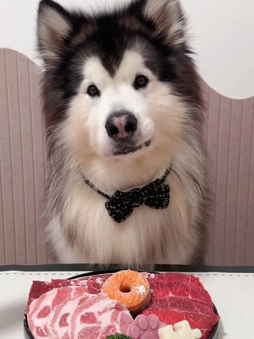 狗狗吃什么可以长胖_狗狗吃什么长胖长肉-第3张图片-后鲨宠物 狗狗吃什么可以长胖_狗狗吃什么长胖长肉-第3张图片-后鲨宠物