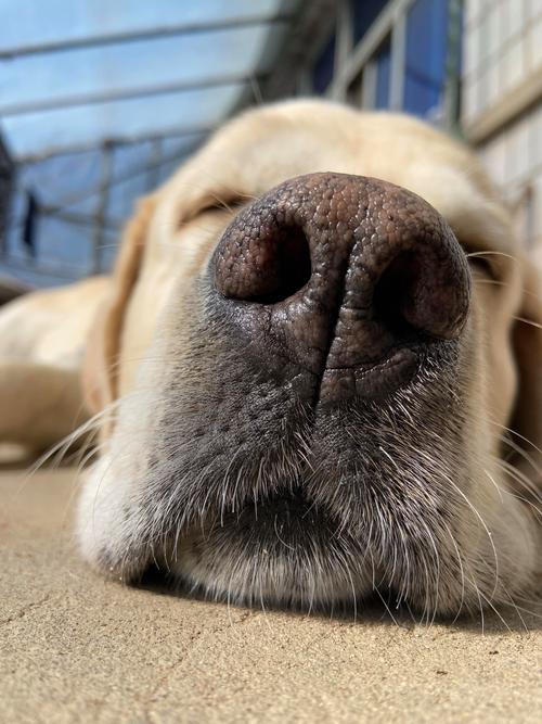  狗狗舌头烫是怎么回事，小狗舌头烫是否生病了