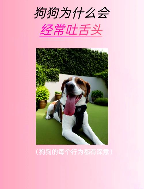 狗狗舌头烫是怎么回事,小狗舌头烫是否生病了-第3张图片-后鲨宠物 狗狗舌头烫是怎么回事,小狗舌头烫是否生病了-第3张图片-后鲨宠物