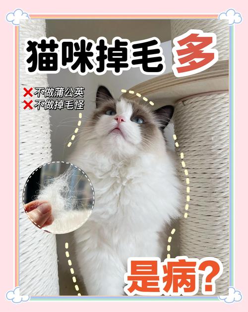 猫咪几个月开始换毛_猫一般几个月换毛-第1张图片-后鲨宠物