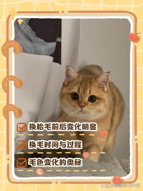 猫咪几个月开始换毛_猫一般几个月换毛-第2张图片-后鲨宠物