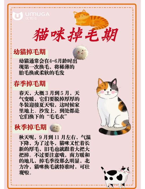 猫咪几个月开始换毛_猫一般几个月换毛-第3张图片-后鲨宠物