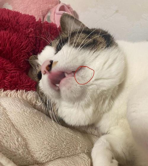 猫咪嘴巴臭怎么办,猫咪嘴巴臭怎么办?猫咪口臭什么原因-第3张图片-后鲨宠物 猫咪嘴巴臭怎么办,猫咪嘴巴臭怎么办?猫咪口臭什么原因-第3张图片-后鲨宠物