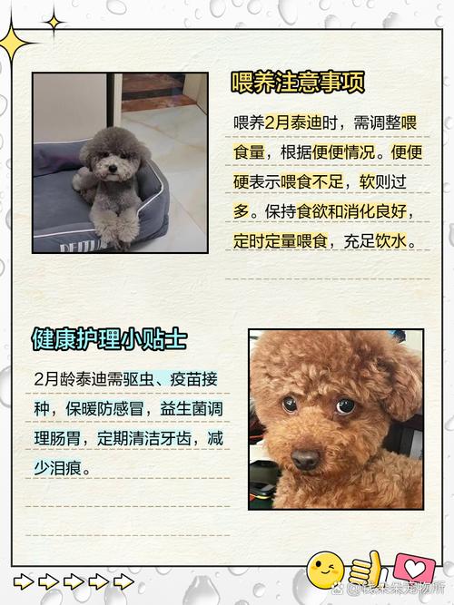 两个月泰迪狗狗怎么养_两个月泰迪狗狗怎么养好-第2张图片-后鲨宠物