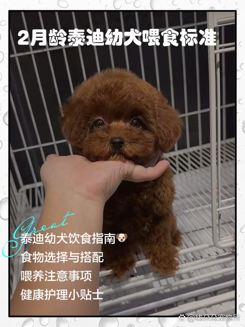 两个月泰迪狗狗怎么养_两个月泰迪狗狗怎么养好-第3张图片-后鲨宠物