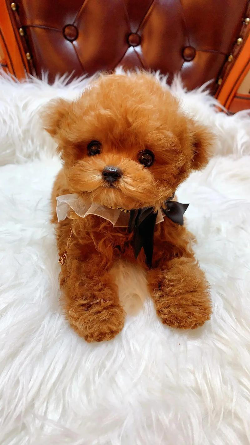 两个月泰迪狗狗怎么养_两个月泰迪狗狗怎么养好-第4张图片-后鲨宠物