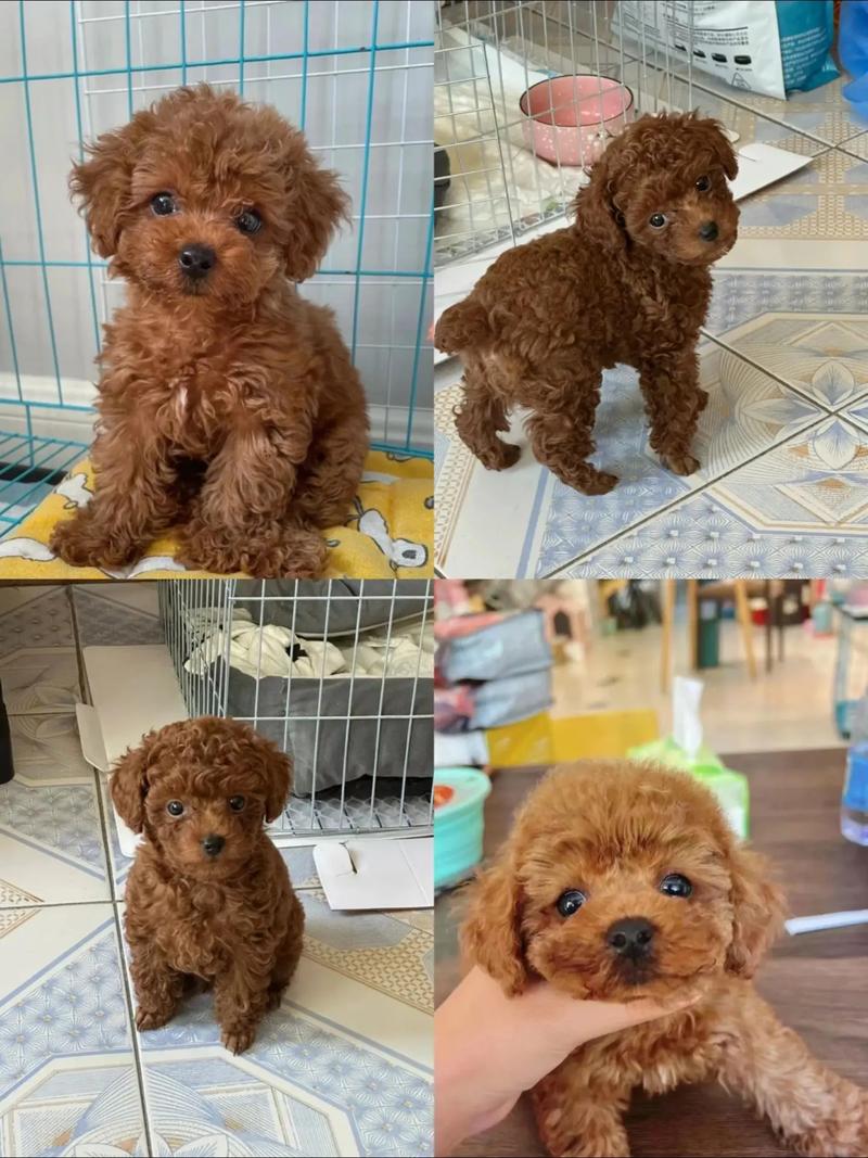 两个月泰迪狗狗怎么养_两个月泰迪狗狗怎么养好-第5张图片-后鲨宠物