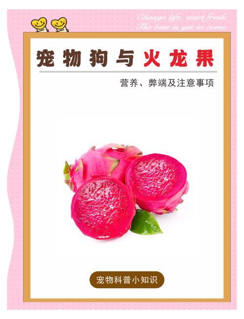 狗狗可不可以吃火龙果_狗是否能吃火龙果-第4张图片-后鲨宠物 狗狗可不可以吃火龙果_狗是否能吃火龙果-第4张图片-后鲨宠物