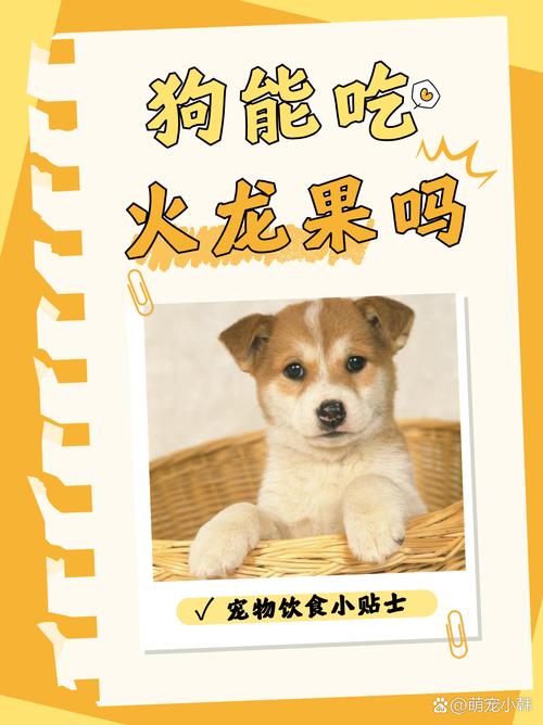 狗狗可不可以吃火龙果_狗是否能吃火龙果-第5张图片-后鲨宠物 狗狗可不可以吃火龙果_狗是否能吃火龙果-第5张图片-后鲨宠物