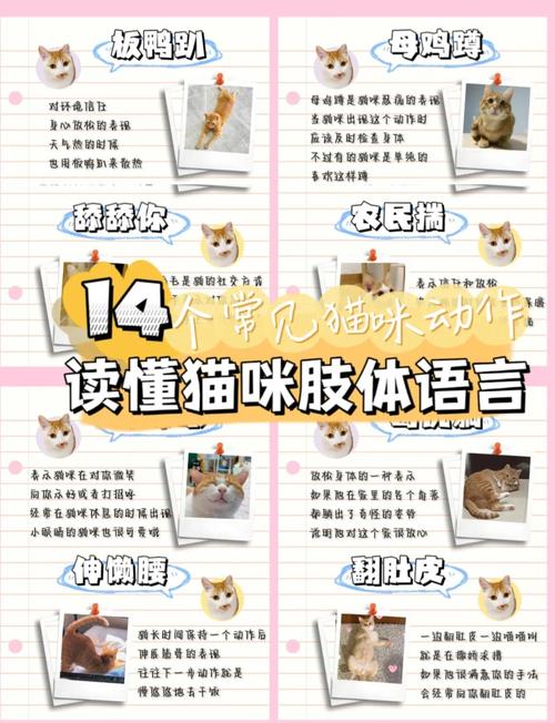 猫咪高兴的表现_猫猫高兴的表现-第3张图片-后鲨宠物 猫咪高兴的表现_猫猫高兴的表现-第3张图片-后鲨宠物