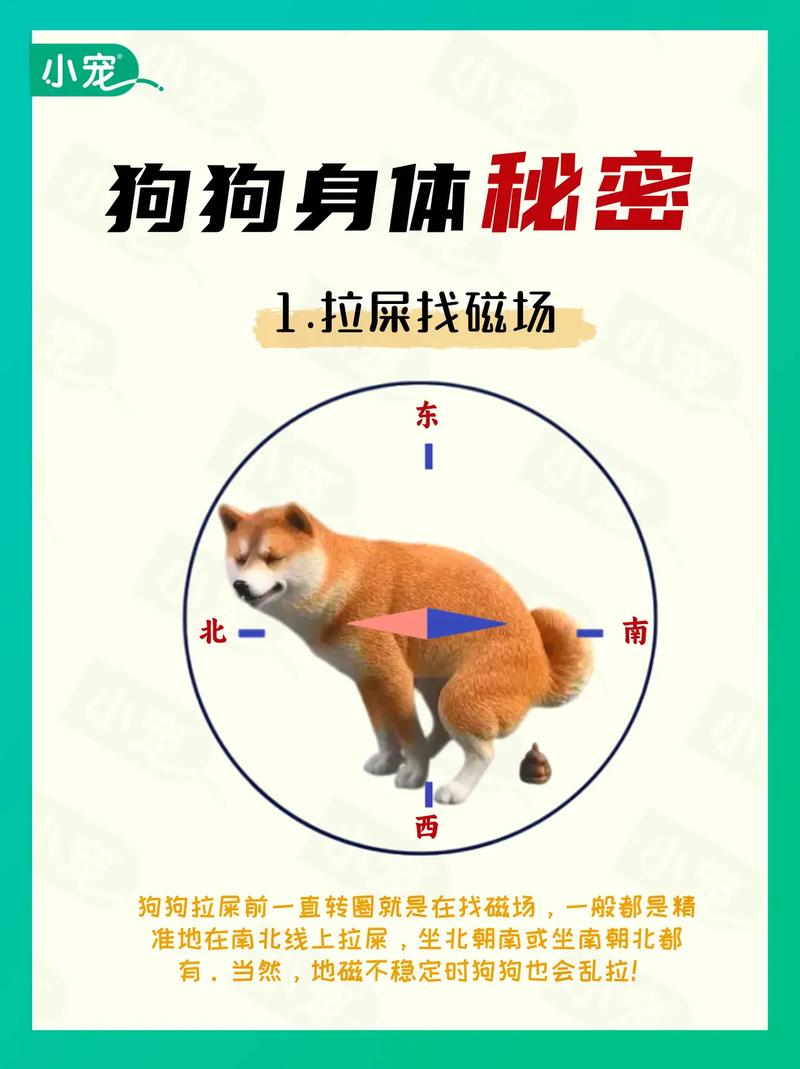 狗狗半夜拉屎怎么办_狗狗半夜拉屎正常吗-第6张图片-后鲨宠物