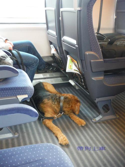 狗狗可以火车托运吗,狗狗可以办理火车托运吗?-第6张图片-后鲨宠物 狗狗可以火车托运吗,狗狗可以办理火车托运吗?-第6张图片-后鲨宠物