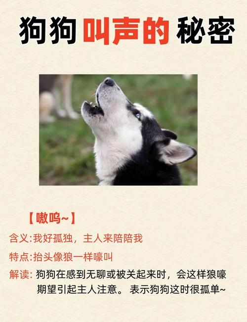 狗狗不活泼怎么回事_狗狗不活泼怎么回事吃什么药