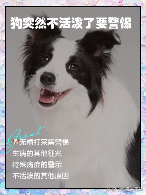 狗狗不活泼怎么回事_狗狗不活泼怎么回事吃什么药-第4张图片-后鲨宠物 狗狗不活泼怎么回事_狗狗不活泼怎么回事吃什么药-第4张图片-后鲨宠物