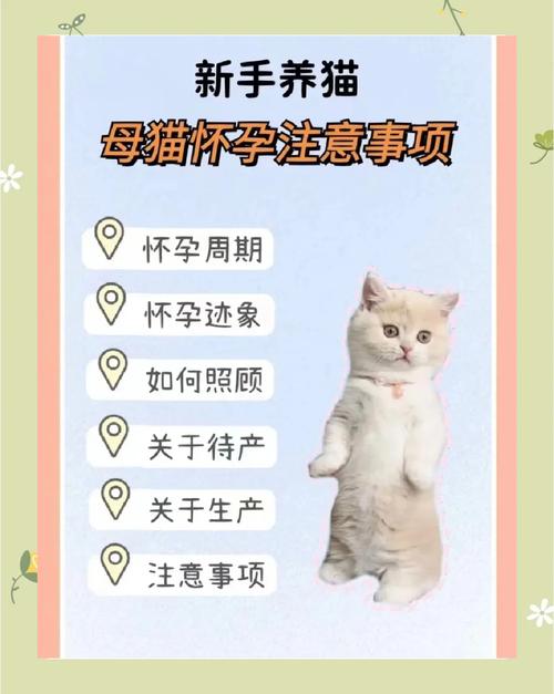 孕妇可以接触猫咪吗_怀孕可以接触猫么-第3张图片-后鲨宠物 孕妇可以接触猫咪吗_怀孕可以接触猫么-第3张图片-后鲨宠物