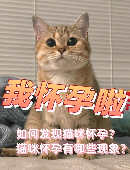 孕妇可以接触猫咪吗_怀孕可以接触猫么-第5张图片-后鲨宠物 孕妇可以接触猫咪吗_怀孕可以接触猫么-第5张图片-后鲨宠物