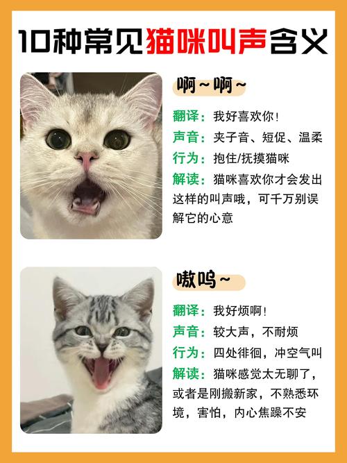 猫咪害怕的声音_猫咪害怕的声音音频-第1张图片-后鲨宠物 猫咪害怕的声音_猫咪害怕的声音音频-第1张图片-后鲨宠物