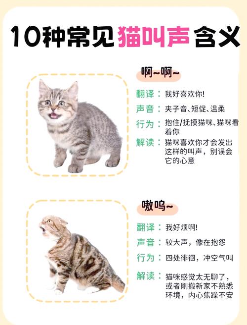 猫咪害怕的声音_猫咪害怕的声音音频-第2张图片-后鲨宠物 猫咪害怕的声音_猫咪害怕的声音音频-第2张图片-后鲨宠物