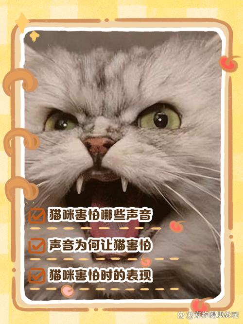 猫咪害怕的声音_猫咪害怕的声音音频-第4张图片-后鲨宠物 猫咪害怕的声音_猫咪害怕的声音音频-第4张图片-后鲨宠物