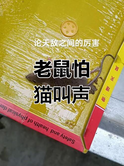 猫咪害怕的声音_猫咪害怕的声音音频-第5张图片-后鲨宠物 猫咪害怕的声音_猫咪害怕的声音音频-第5张图片-后鲨宠物