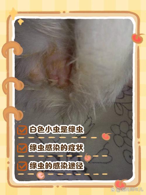 猫咪体内有虫怎么办,猫咪体内有虫怎么办吃什么药-第1张图片-后鲨宠物 猫咪体内有虫怎么办,猫咪体内有虫怎么办吃什么药-第1张图片-后鲨宠物